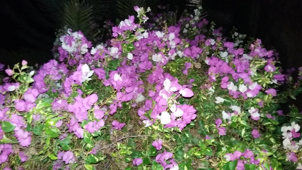 فندق الجوهرة دهب المظهر الخارجي الصورة